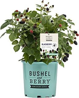 Bushel And Berry Baby Cakes (blackberry Sin Espinas), Conten