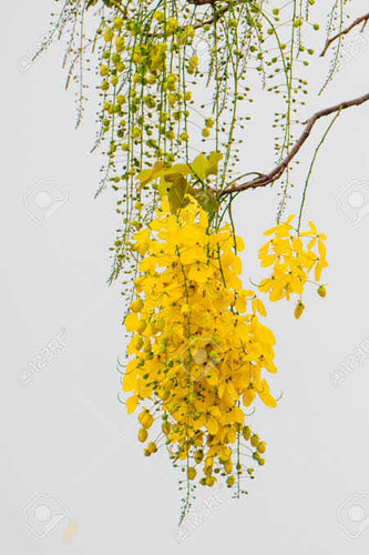 Árbol Lluvia De Oro De 4 Y 5 M Hermosos!! De Tronco Grueso
