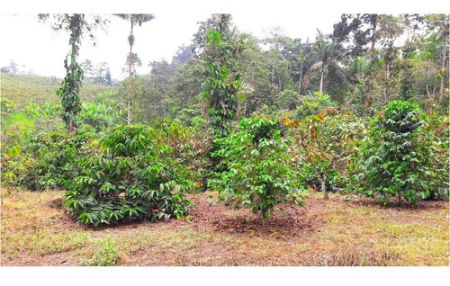 Imagen 10 de 10 de Hermosa Finca En Plena Producción De Cacao Y Café En Recinto Libertad Del Toachi , Vía A Las Mercedes Km 7