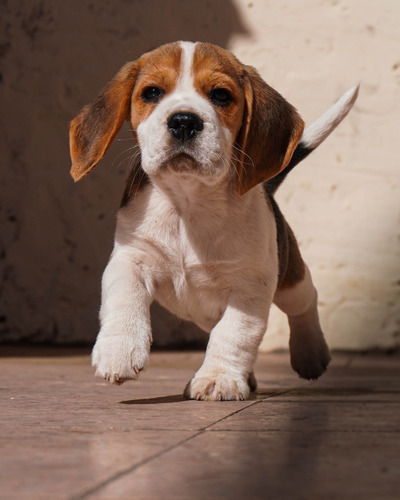 Precioso Beagle Cachorro Macho Tricolor Fca - Cash - Transf
