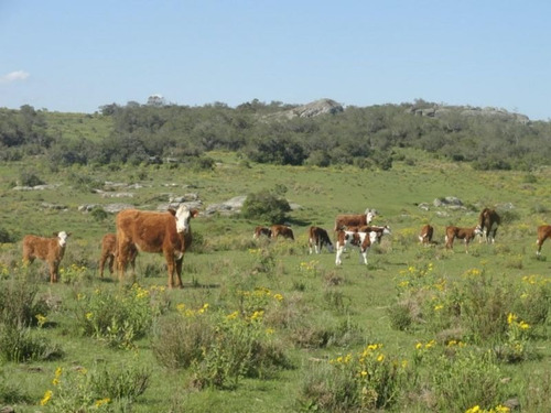 Campo En Venta En Las Cañas