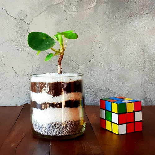 Imagen 6 de 8 de Pilea Peperomioides Little Terrario 10 The Little Yisus