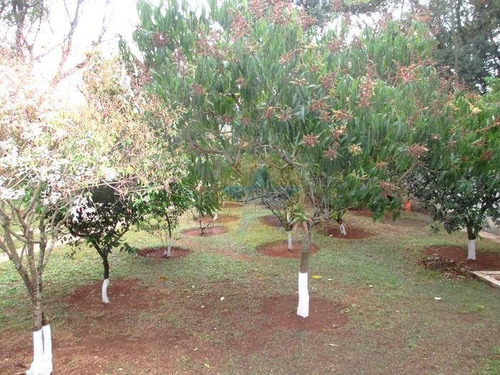 Chácara À Venda, 1500 M² Por R$ 700.000,00 - Caioçara - Jarinu/sp - Ch0108