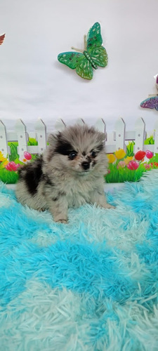 Cachorra Pomerania Merle Bogotá Animal Pets Colombia 