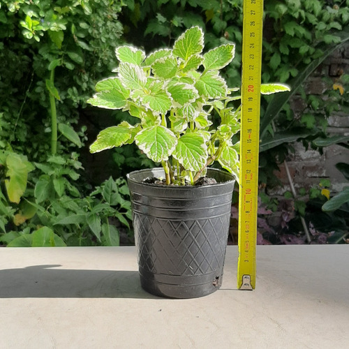 Imagen 3 de 6 de Incienso Planta Aromática Raíces Arco Iris Moron Caba