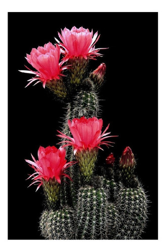 Semillas De Cactus Echinopsis Huascha Flor Roja Rara 