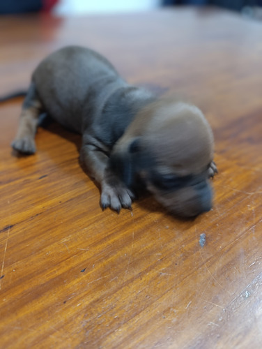 Perros Salchichas