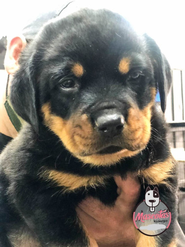 Imagen 2 de 2 de Cachorros Rotweiler Mascotas Rionegro Medellin Bogota