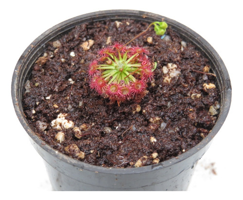 Planta Carnívora Drosera Carbarup