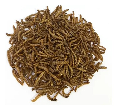 Tenebrio Deshidratado Super Premium 1 Kilo