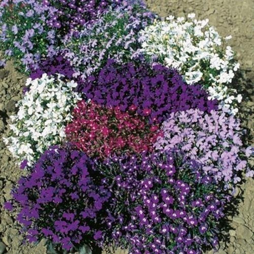 Lobelia Erinus Mixl 30 Semillas Sol Pequeñitas Sdqro3