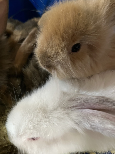 Conejos De Dos Meses