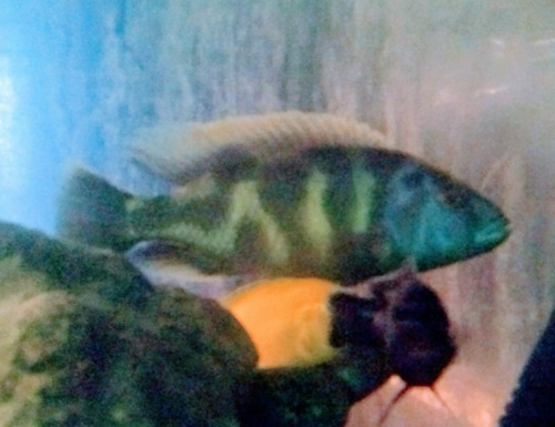 Nimbochromis Venustus. Macho 15cm!!