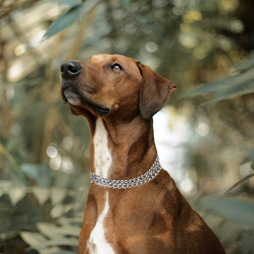 Collar Ajustable De Goma Para Perros Pequeños