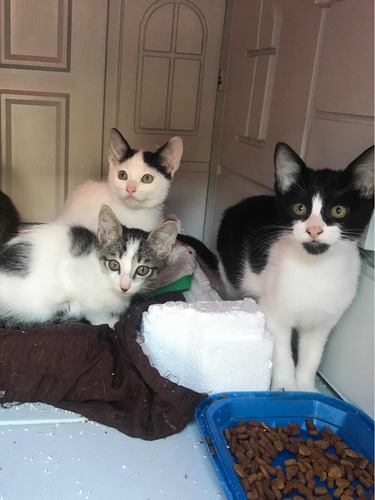 Imagen 6 de 7 de Gatita En Adopción