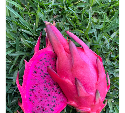 3 Esquejes De Pitahaya Hylocereus Ocamponis (color Púrpura)