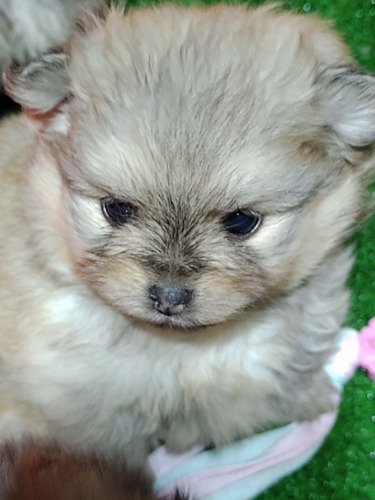 Pomerania Cachorros Fca Envios