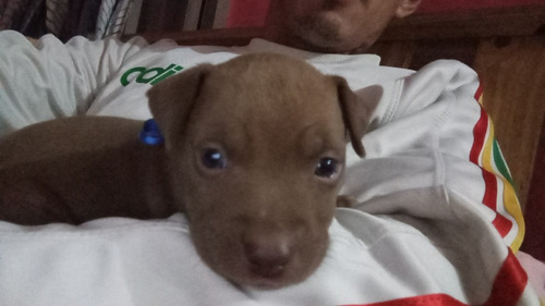 Vendo Cachorros Pitbull 45 Dias.60 Mil Machos 70 Hembras