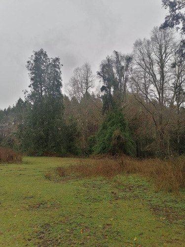 Campo Forestal Con Eucaliptos, De 67 Hás En Reumén, Paillaco
