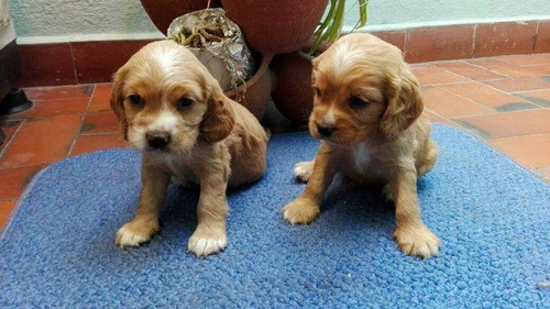 Cachorros Cocker Spaniel Vacunados