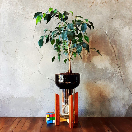 Imagen 6 de 10 de Matapalo Little Plant 27 Con Soporte The Little Yisus