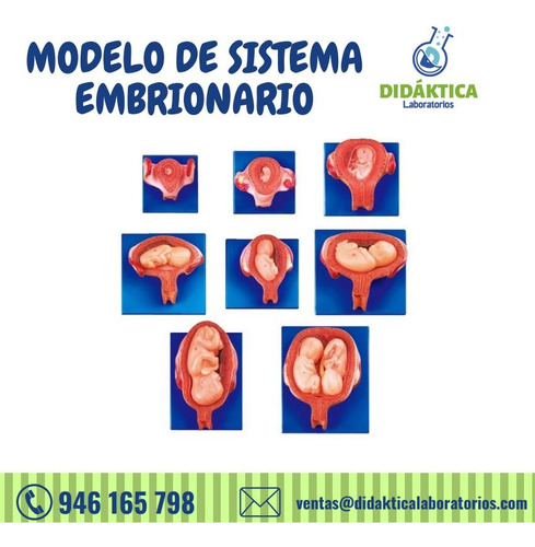 Modelo De Sistema Embrionario 8 Piezas 