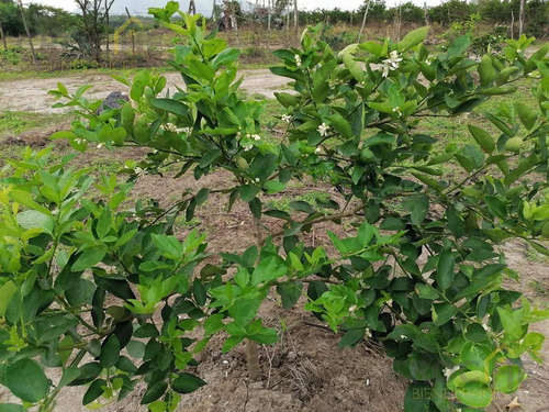 Imagen 3 de 8 de Terreno De 1.8 Hectáreas Con Producción De Limón En Tuzamapan, Coatepec, Veracruz