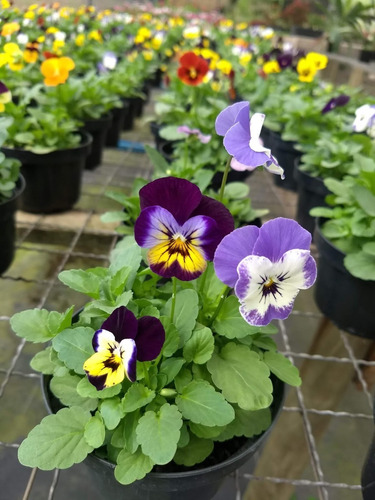 Semente De Amor-perfeito Mini Híbrido Scotch Sortido Flor