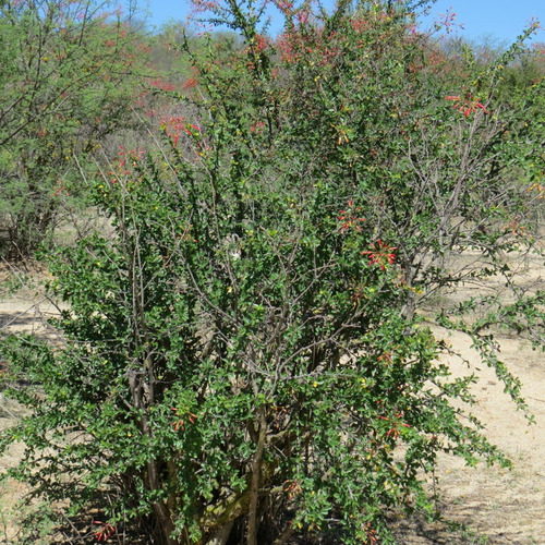 Fouquieria Macdougalii 10 Semillas