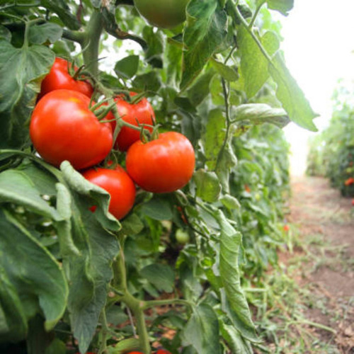 2x Sementes De Tomate Gaúcho Blueline Topseed
