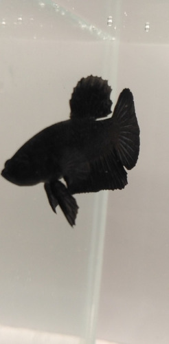 Casal De Betta Hmpk Halfmoon Plakat Superblack