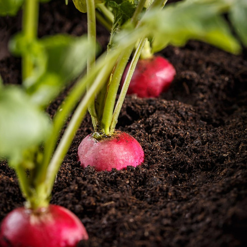 Semillas De Rabanito Para Huerta En Casa