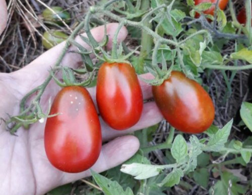 30 Semillas Orgánicas De Tomate Ciruela Negra, Black Plum