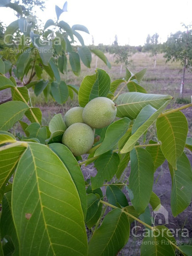 Venta De Campo En San Rafael, Mendoza