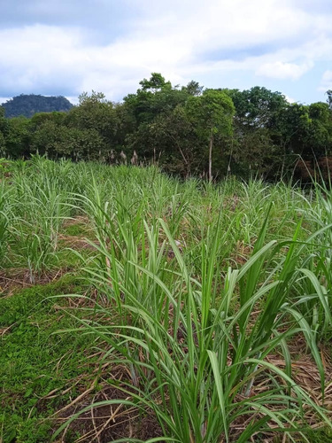 Imagen 26 de 28 de Vende Espectacular Finca La Esperanza En El Municipio San Cristobal, Estado Tachira. Lino Juvinao