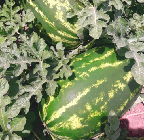 Semilla De Sandia Mara Híbrida De 5ms De Unigenseed
