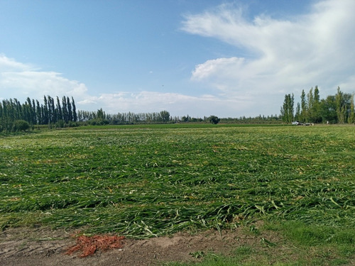 Imagen 12 de 14 de Finca En General Alvear Mendoza