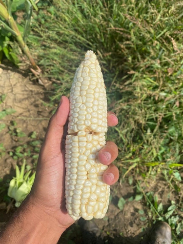 Venta Finca Productora De Cereales Y Ganado