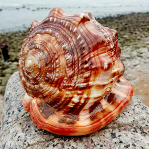 Casco Natural Con Boca De Toro, Caracola, Pecera De Mar De C