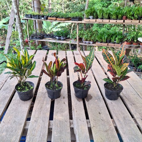 Kit Com 4 Crotons Sendo, 1 Gold 1 Gingua 1 Excelent 1 Petra