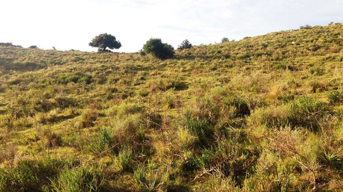 Imagen 19 de 30 de Campo 142 Hectareas Ganadero Forestal Lavalleja