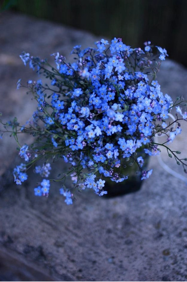 30 Semillas De Flor No Me Olvides Miosotis Azul | Meses sin intereses