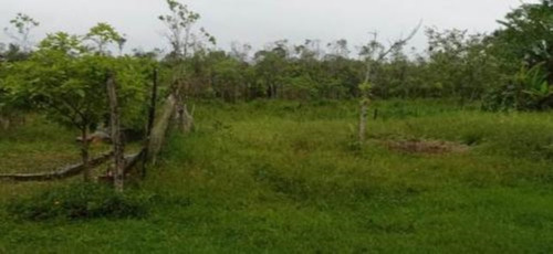 Imagem 17 de 25 de Chácara Com 50.000 M² De Área Total E Com Horta, Lago, Riacho, Pomar E Cozinha Caipira, No Bairro Gaivota, Em Itanhaém Ref: 9242/ac