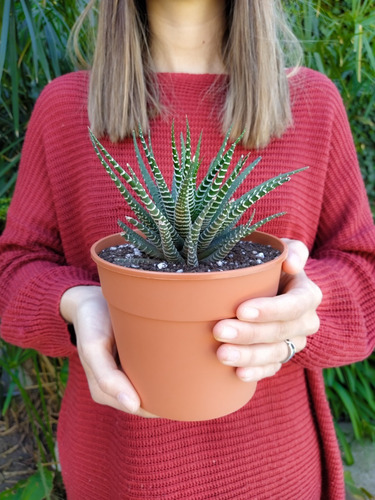 Suculenta Gigante Haworthia Attenuata, Planta Cebra