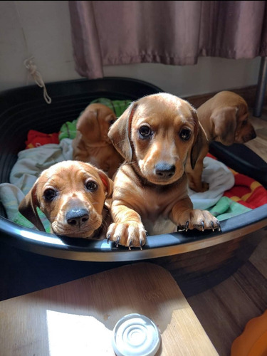 Cachorros Salchichas Dachshund