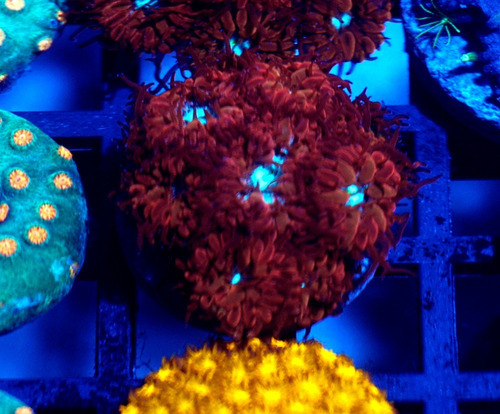 Blastomussa Merleti Azul