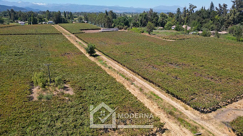 Predio 68.5 Ha En Cam La Montaña Con Parrones En Producción
