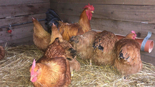 Imagen 8 de 10 de Huevos Fértiles De New Hampshire