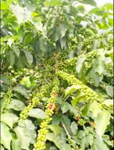Verdadero X Kilo Syngenta