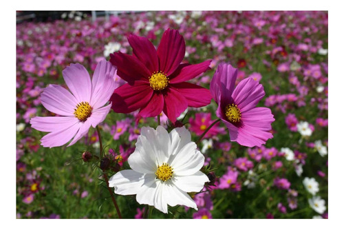 Pack 2 De Sobres De Semillas De Cosmos Sensación (flores)